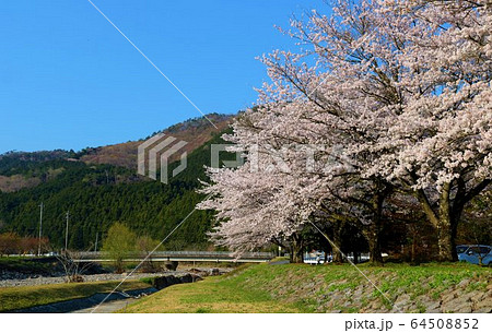 さくら　春　川　伊那k　風景　杤木　さがらみ 64508852