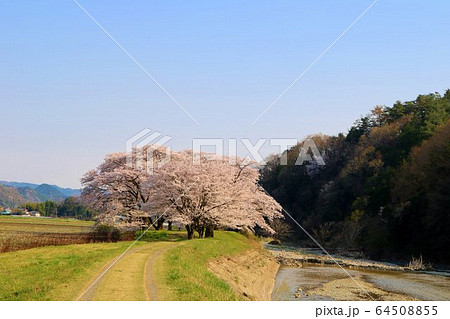 さくら　春　川　伊那k　風景　杤木　さがらみ 64508855