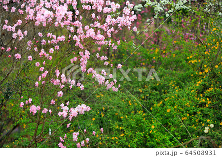春爛漫百花繚乱10 春爛漫百花繚乱10 64508931