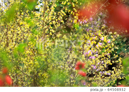 春爛漫百花繚乱11 64508932