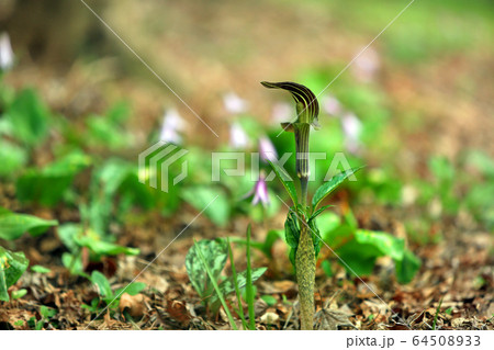 春爛漫百花繚乱12 64508933