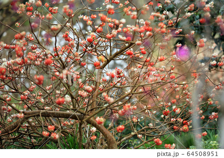 春爛漫百花繚乱30 64508951