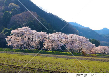 さくら 春 風景 杤木 さがらみ さくら 春 風景 杤木 さがらみ 64508969
