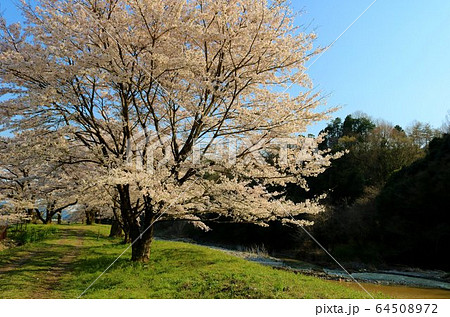 さくら　春　風景　杤木　さがらみ 64508972