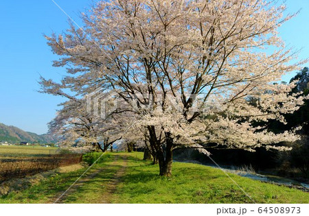 さくら 春 風景 杤木 さがらみ さくら 春 風景 杤木 さがらみ 64508973