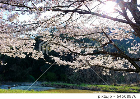 さくら 春 風景 杤木 さがらみ さくら 春 風景 杤木 さがらみ 64508976