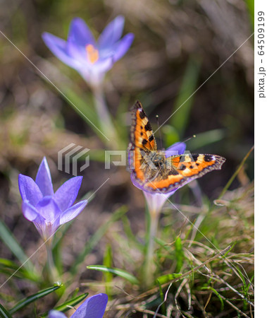 Orange butterfly on a flower of purple crocus Orange butterfly on a flower of purple crocus 64509199