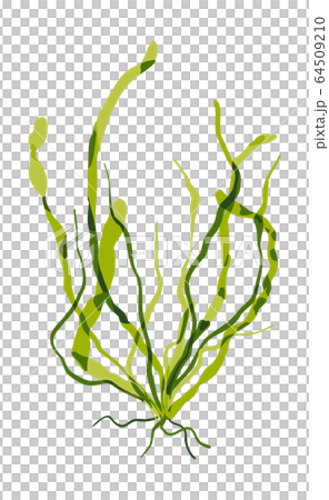 Seaweed Hiraaoori vector material 64509210