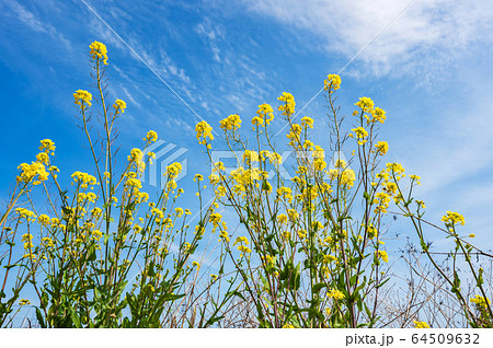 青空と菜の花【福岡県行橋市】 青空と菜の花【福岡県行橋市】 64509632