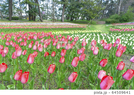寺尾中央公園のチューリップ園 64509641