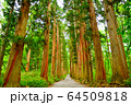 戸隠奥社参道　杉並木 64509818