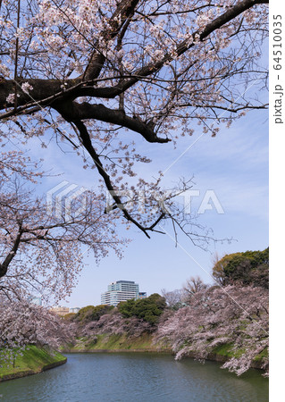 千鳥ケ淵の桜 64510035