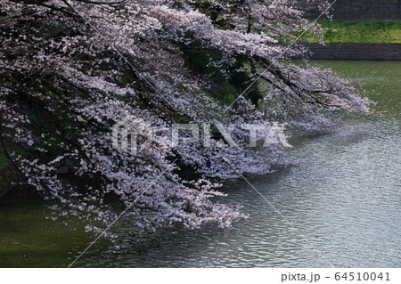 千鳥ケ淵の桜 64510041