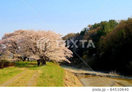 さくら　春　田舎　風景　栃木県　さがらみ 64510640