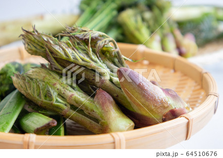 タラの芽 タラの芽 64510676