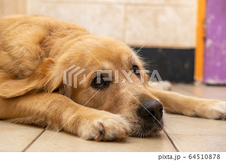 犬の動作　寝そべる 64510878