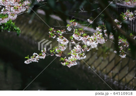 東京の桜 64510918