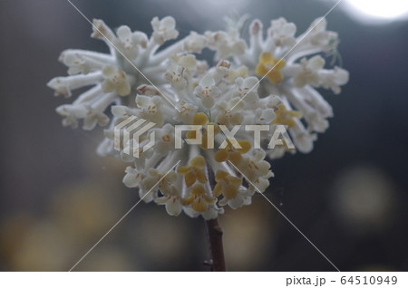 ミツマタの花 64510949