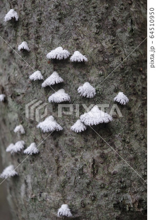 スエヒロタケ 64510950