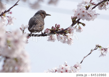 桜とヒヨドリ 桜とヒヨドリ 64510960
