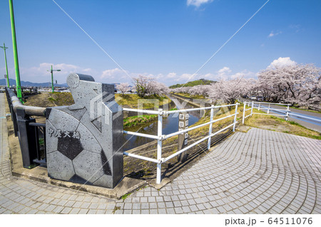 岐阜県　各務原市　新境川の桜 64511076