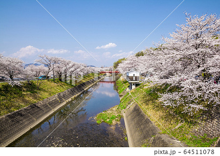 岐阜県 各務原市 新境川の桜 岐阜県 各務原市 新境川の桜 64511078