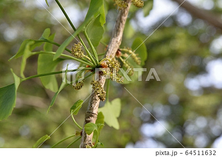 イチョウの雄花 の写真素材
