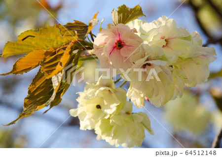 鬱金桜 鬱金桜 64512148