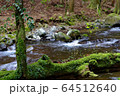 滑沢渓谷の清流 64512640