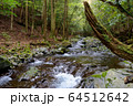滑沢渓谷の清流 64512642