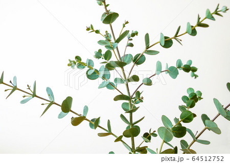 枝を広げるユーカリの若葉 64512752