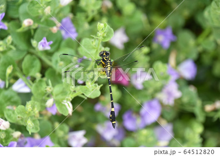 コオニヤンマ(小鬼蜻蜓) コオニヤンマ(小鬼蜻蜓) 64512820