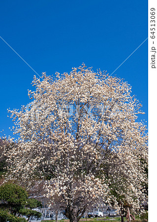 正龍寺 境内 埼玉県寄居町 正龍寺 境内 埼玉県寄居町 64513069