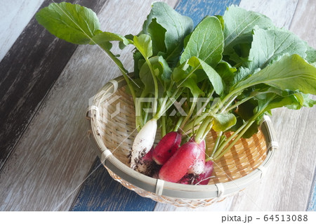 「小さなかごに入ったラディッシュ」 「小さなかごに入ったラディッシュ」 64513088