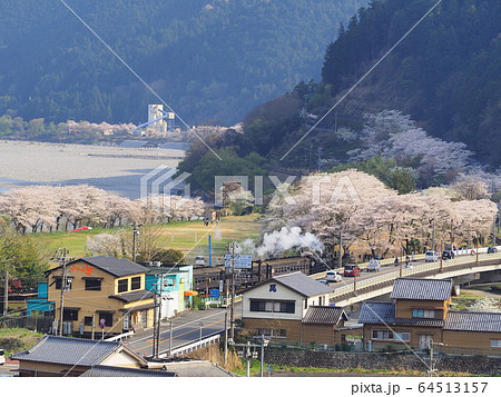 川根路の桜 64513157
