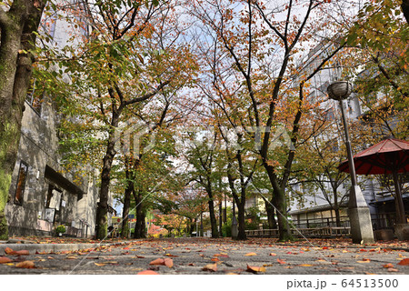 祇園白川　紅葉 64513500