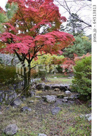 円山公園　紅葉 64513813