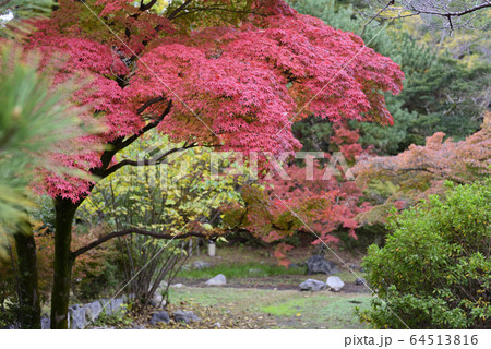 円山公園　紅葉 64513816