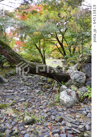 円山公園　紅葉 64513819