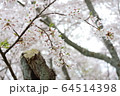 静寂の桜 64514398