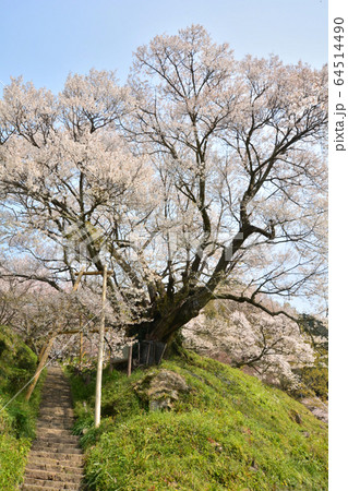 佛隆寺の千年サクラ 64514490