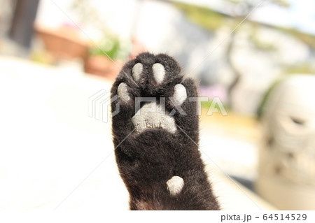 黒猫　肉球 64514529