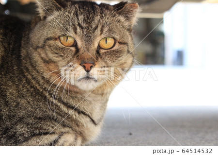 トラ猫　メス 64514532