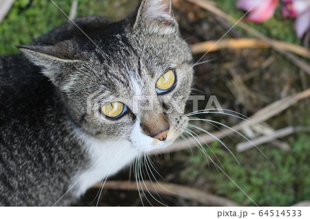 白トラ猫　メス 64514533