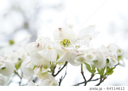 ハナミズキ ハナミズキ 64514612