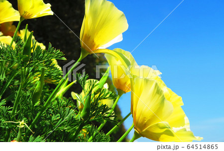 ハナビシソウ（カリフォルニアポピー） 64514865