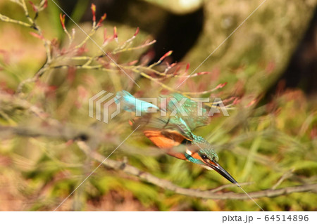 カワセミ3574 カワセミ3574 64514896