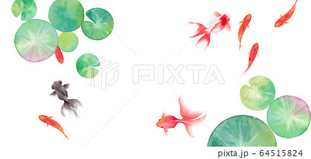 金魚と睡蓮の葉で構成した夏のイメージ背景 水彩イラストのイラスト素材