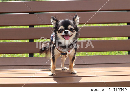 笑顔の小犬 64516549