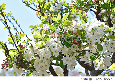 姫りんごの花 64516557